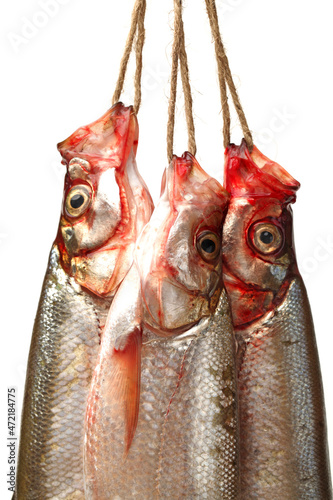 Topmouth culter on white background  photo