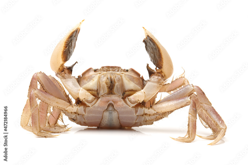Fototapeta premium sea crab on white background 