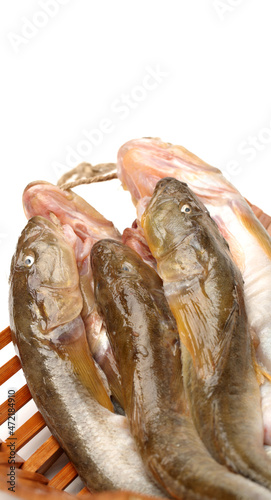 fresh flathead fish on white background photo