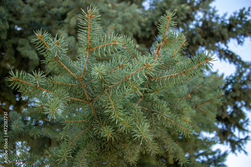 Green branch of a coniferous tree. Christmas tree in the park.
