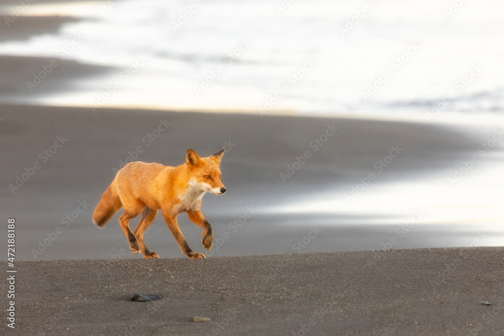 Fototapeta premium Fox walks along the ocean coast, Kunashir, South Kuriles