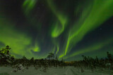 Aurora Over the winter forest
