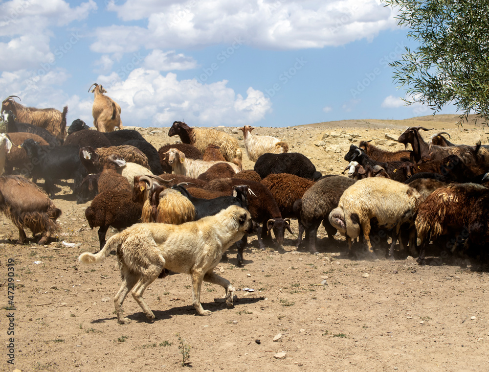 Fototapeta premium flock of sheep in a field