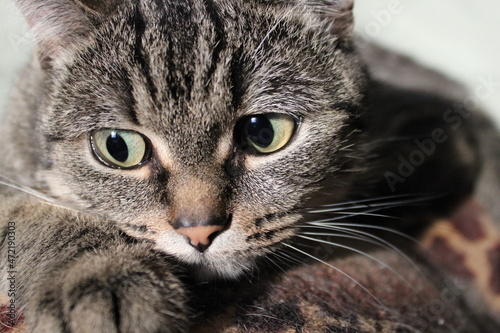 A beautiful kitty with a sad muzzle close-up. Looks away. Pets.