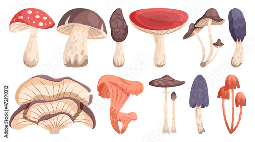 Edible and nonedible mushroom set. Collection of natural wild forest product.