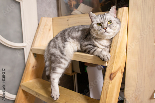 a cat who is resting