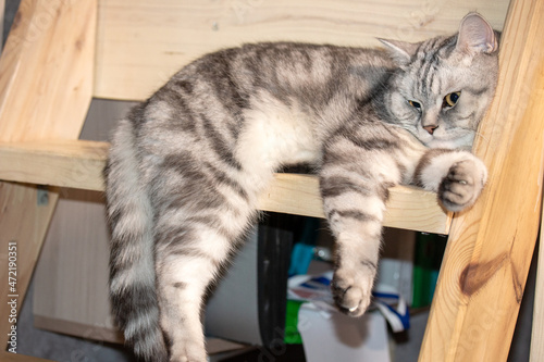 a cat who is resting