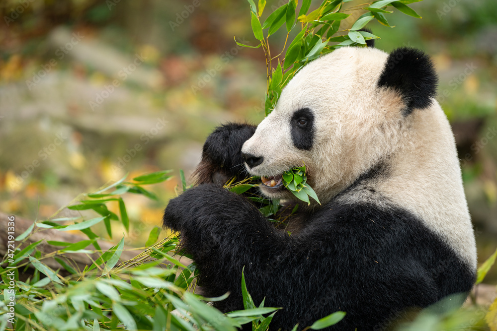 Obraz premium A young giant panda sitting and eating bamboo