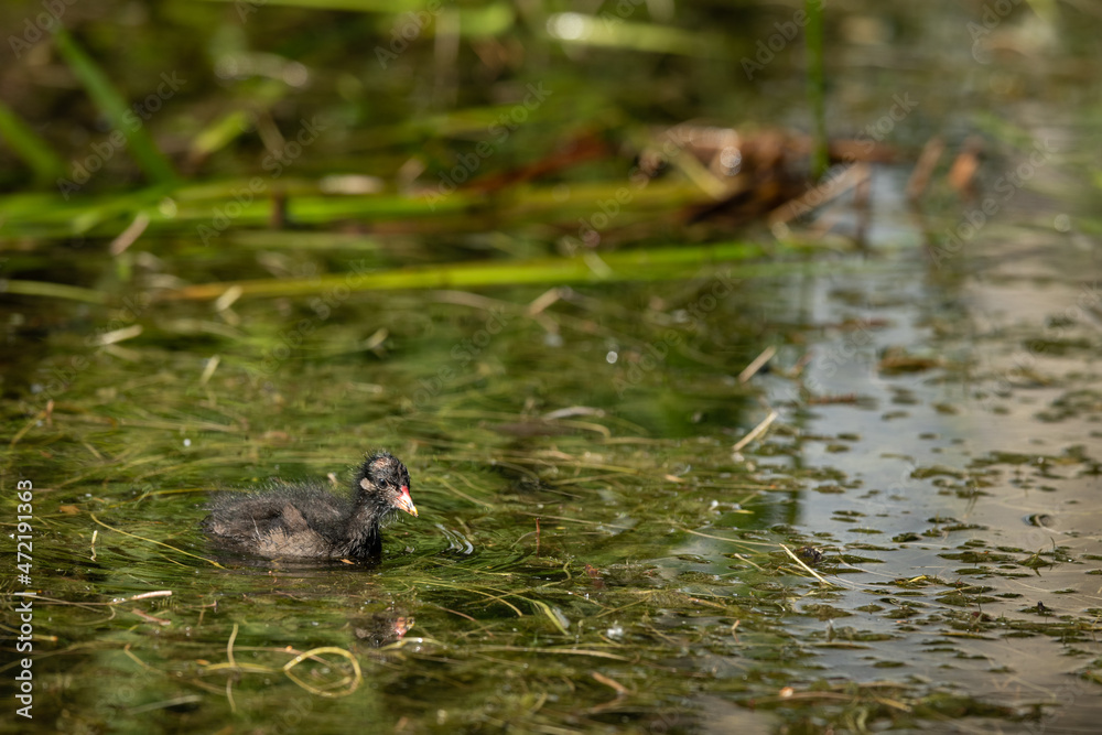 A young common moorhen swimming in pond