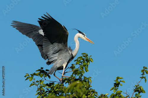 A grey heron taking off a tree