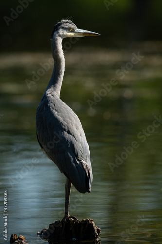 A grey heron standing in a pond