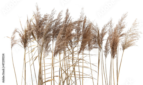 Dry reeds isolated on white background. Fluffy dry grass flowers Phragmites, autumn or winter herbs.