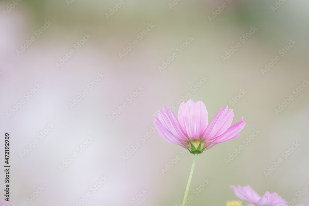 beautiful pink cosmos flowers in close up beautiful pink cosmos flowers in close up