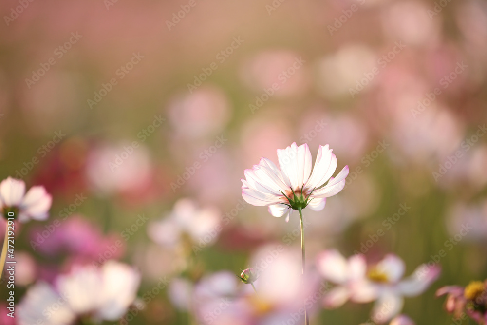 beautiful pink cosmos flowers in close up beautiful pink cosmos flowers in close up