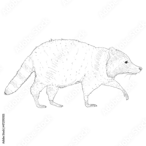 Sketch Raccoon Walking. Side View Hand Drawn Illustration.
