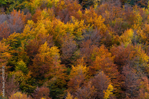 Autumn contrast in mountain landscape, combination of cold and hot colors, at the Catalan Pyrenees, November 2021.