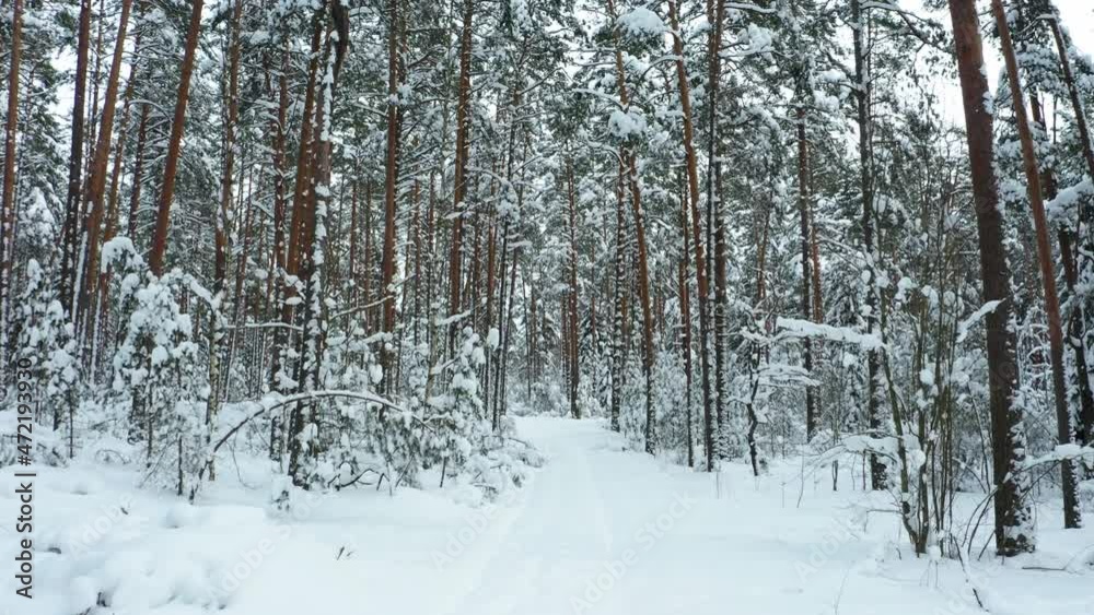 Drone shot flying in the winter pine tree forest. Slow flight in forest on winter season.
Drone shot flying in the winter pine tree forest. Slow flight in forest on winter season.