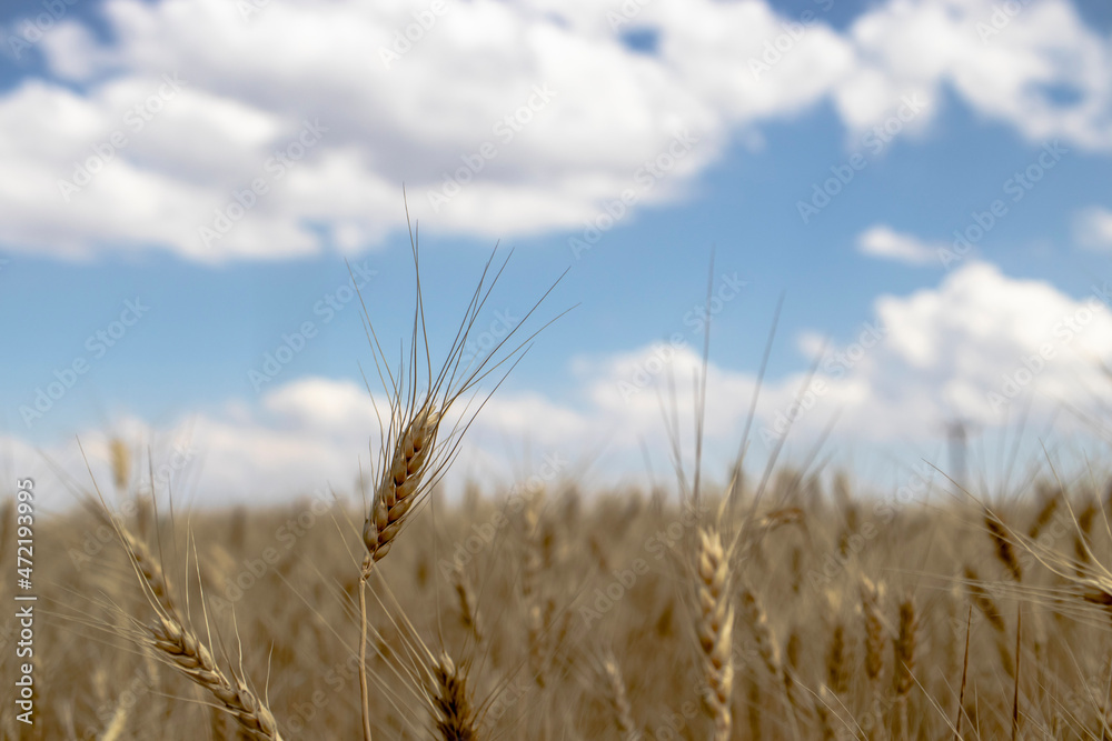 Fototapeta premium golden wheat field