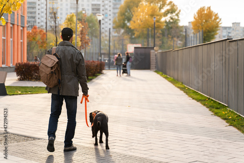 During the walk. Back view of the male dog owner holding a leash of his Labrador dog while spending time together at the street. Man walking with his pet. Stock photo
