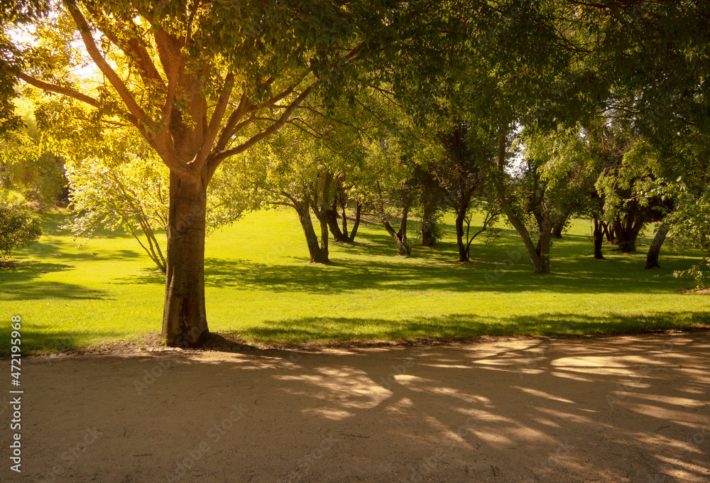 Fototapeta premium Park full of trees at golden sunset.