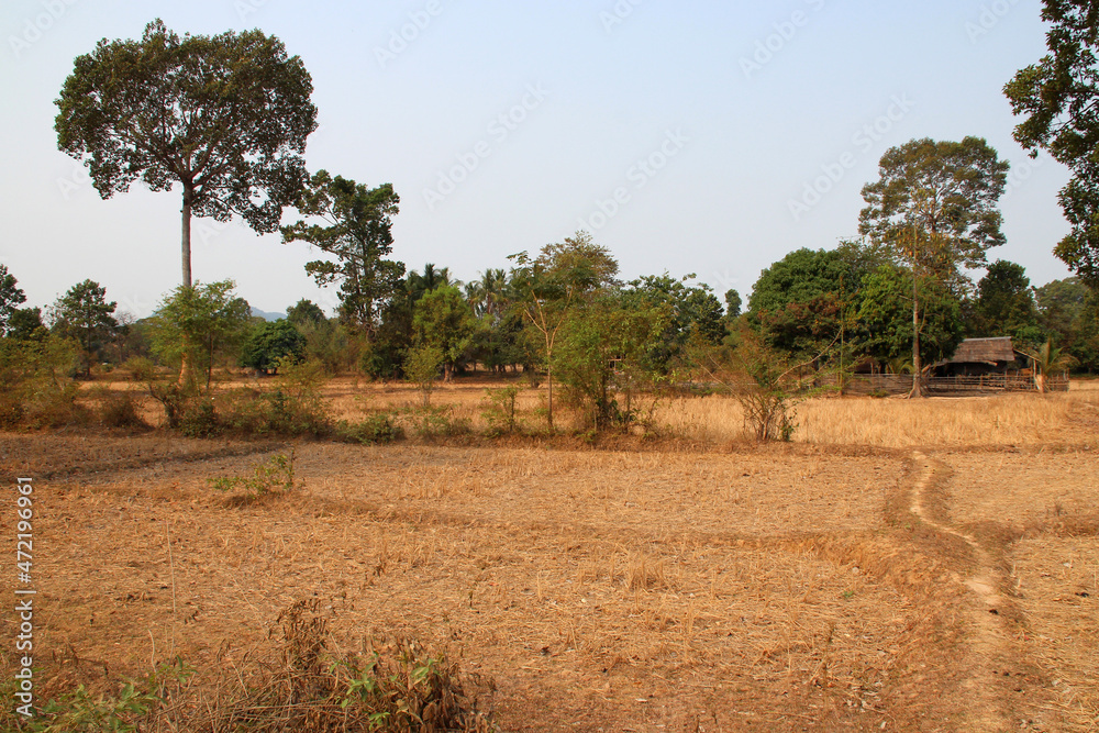 Obraz premium dried rice fields on det island (laos)