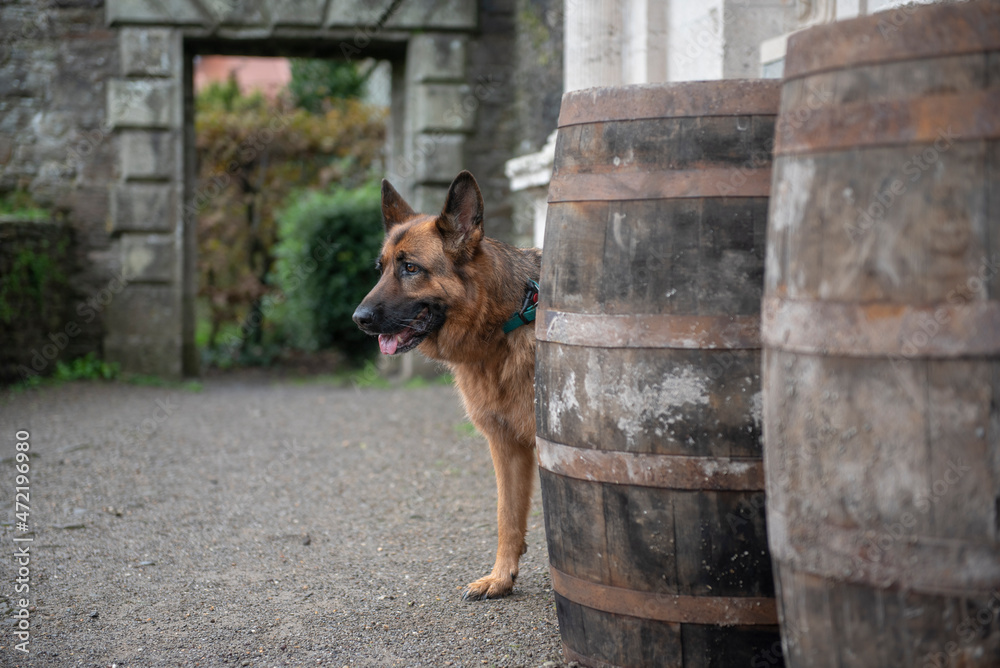 German shepherd dog watching from behind wooden barrels German shepherd dog watching from behind wooden barrels