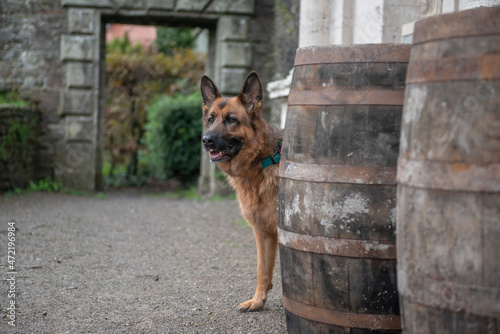 Young alsatian dog hiding behind large wooden barrels outdoors in winter