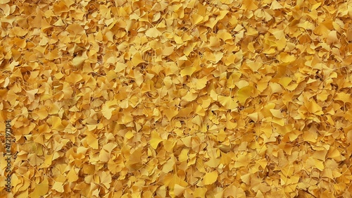 Carpet of yellow autumn leaves, background