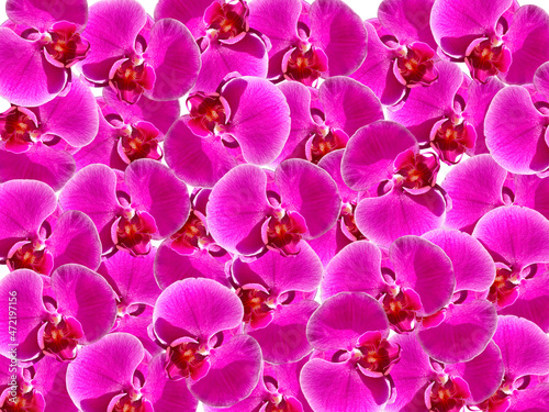 Violet orchid  backgrounds and highlighted flower