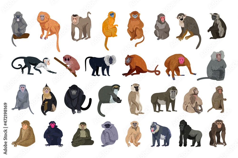 Vector collection of monkeys in a detailed style.