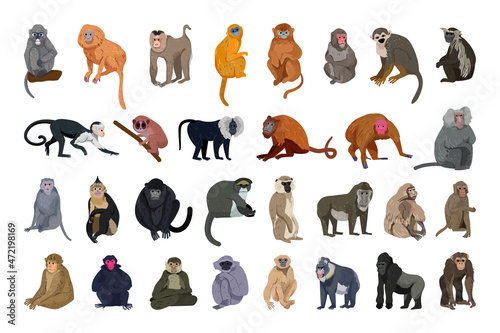 Fotomurale Vector collection of monkeys in a detailed style.