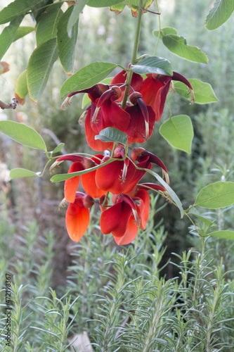 Erythrina crista-galli, cockspur coral tree flower