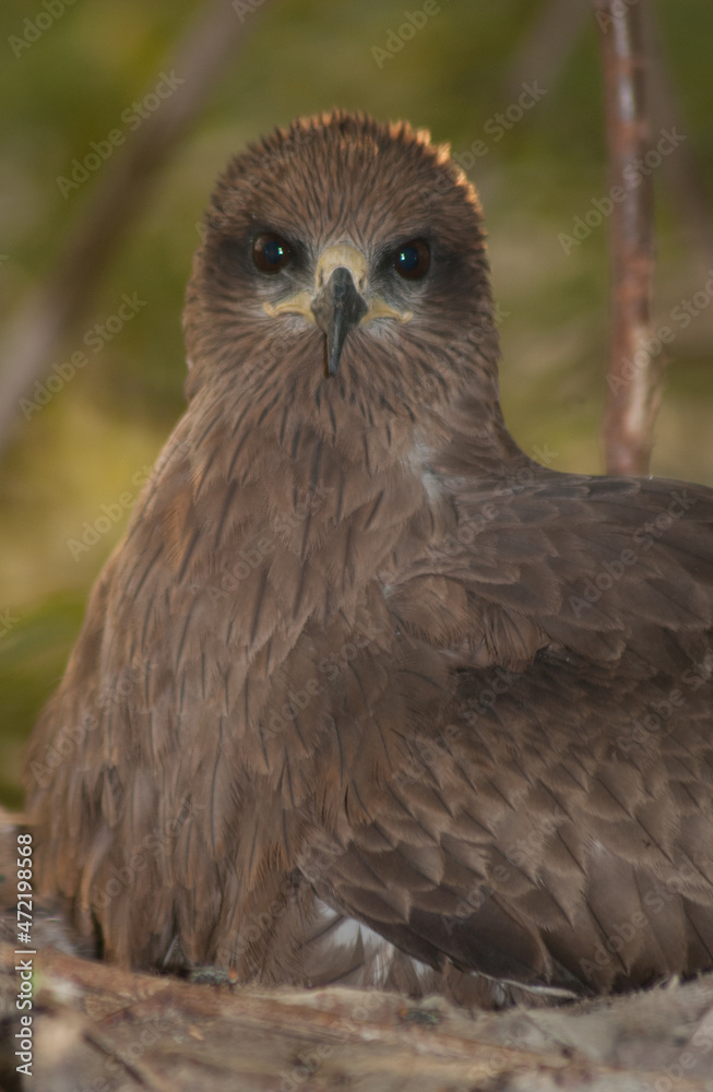 kite eagle kite eagle