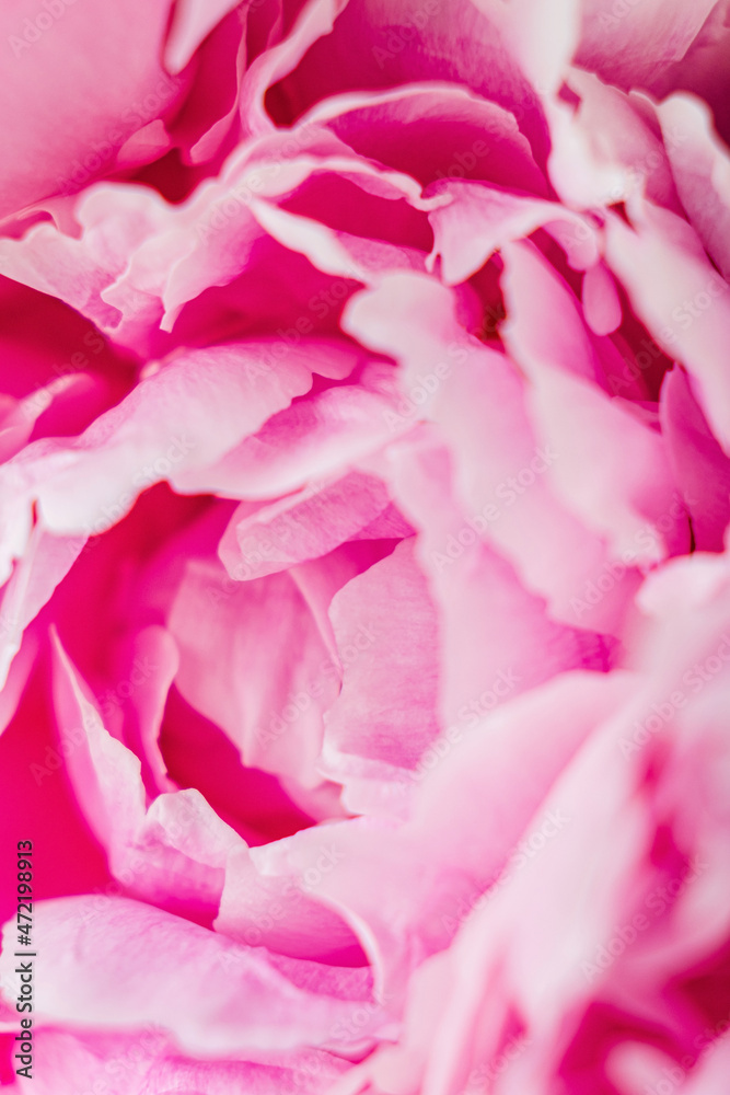 Close up of beautiful pink peony flowers - obrazy, fototapety, plakaty 