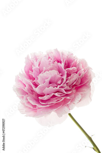 peony on the white background