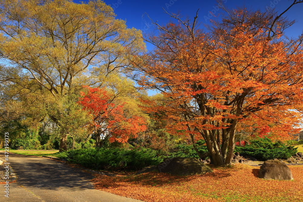 Fototapeta premium 岩手県北上市 紅葉の沼