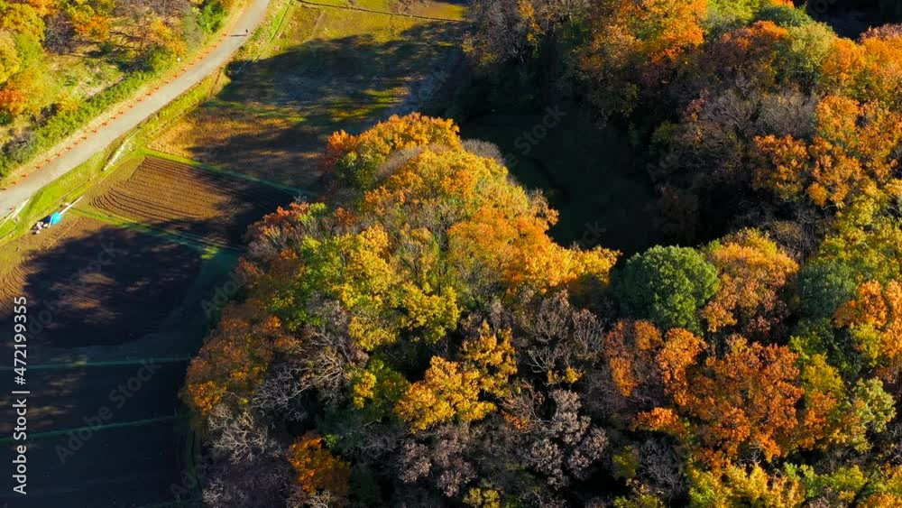朝日に照らされる紅葉 朝日に照らされる紅葉