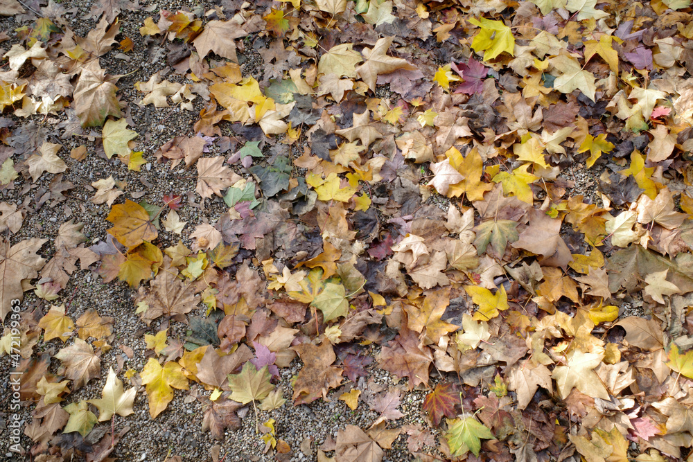 Autumn leaves background