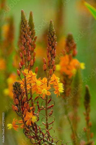 Bulbine frutescens or Orange Bulbine, a plant from South Africa. Algarve Portugal. 