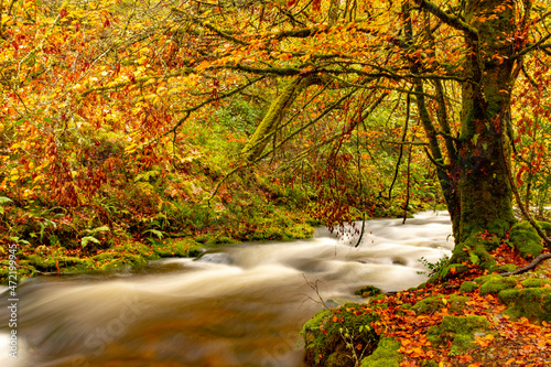 Muniellos comprehensive natural reserve, between the councils of Cangas del Narcea and Ibias. photo