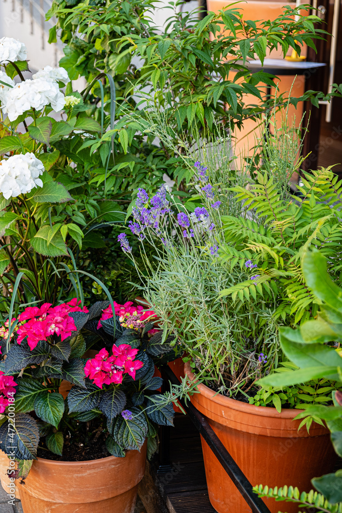 Outdoor flower pots for small garden - obrazy, fototapety, plakaty 