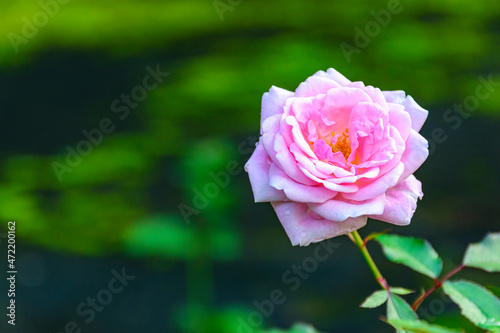 Pink rose flower blooming in garden on blur background