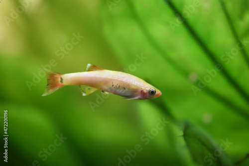 Eine Barbe oder ein Salmler schwimmt in einem Aquarium. photo
