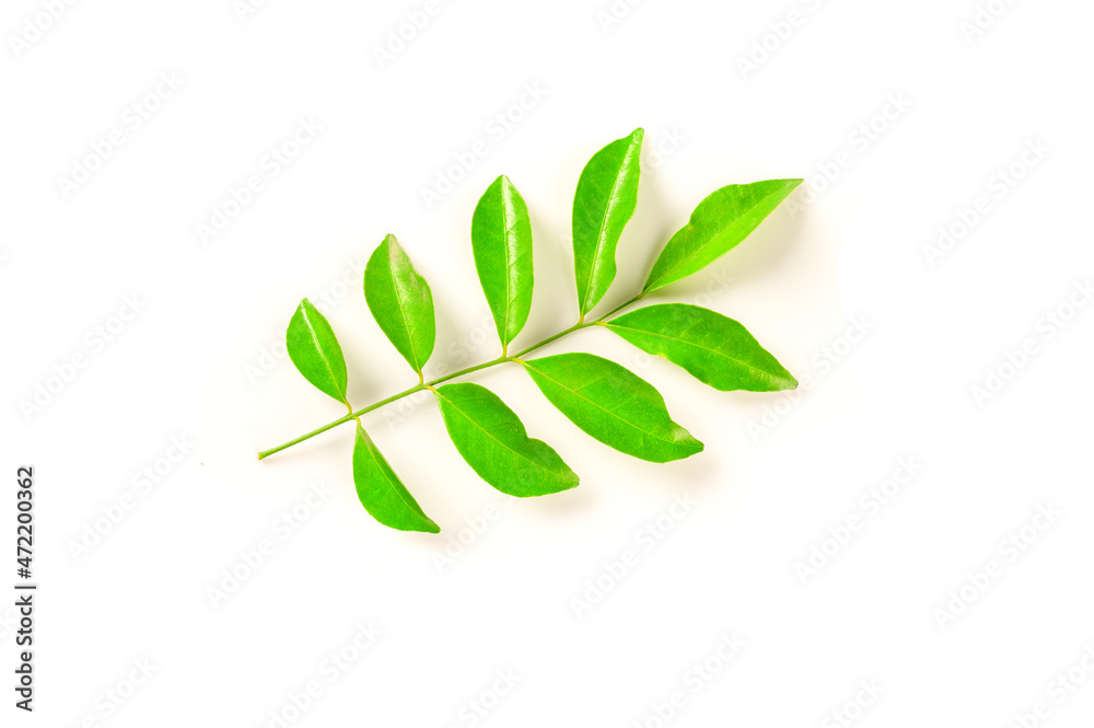 Tropical green  leaves isolated on white background.Green leaf.
