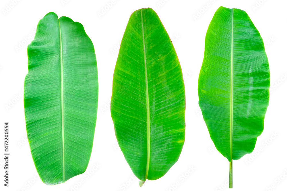Set of Banana green leaf isolated background Set of Banana green leaf isolated background
