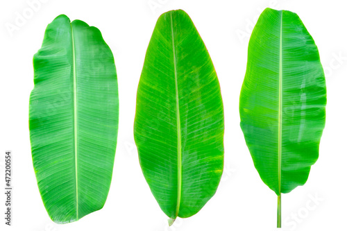 Set of Banana green  leaf isolated background