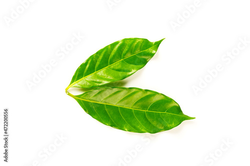 Green coffee leaves isolated on white background