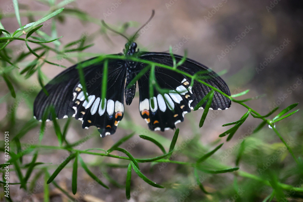 Fototapeta premium Ein exotischer Schmetterling auf einer Pflanze. 