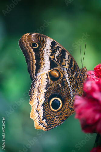 Ein blauer Bananenfalter an einer Blüte, Pflanze.
 photo