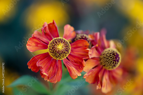 Die wunderschönen Blüten einer Garten Zinnie, Zinnia elegans.
 photo